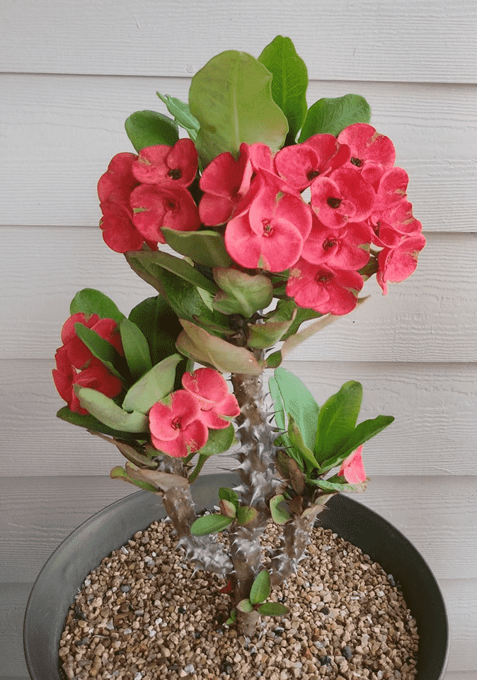 Crown of thorns(Euphorbia milii)