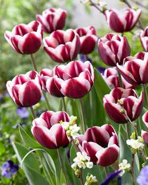 Garden tulip(Tulipa gesneriana)