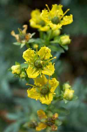 Rue(Ruta graveolens)