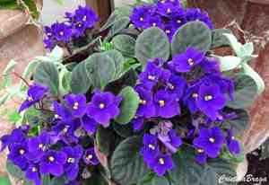 African violet(Saintpaulia ionantha)