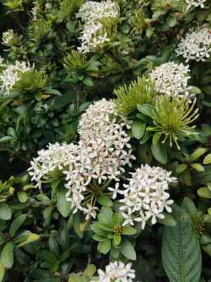 Chinese ixora(Ixora chinensis)