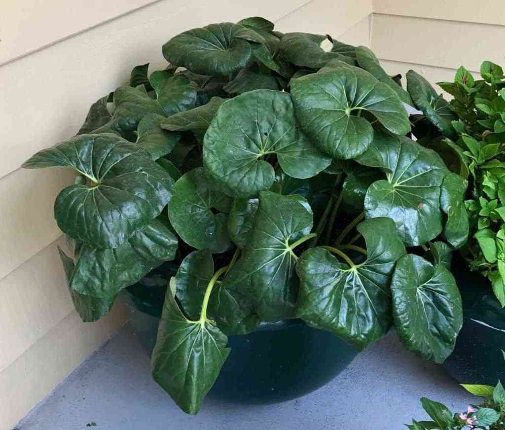 Leopard plant(Farfugium japonicum)