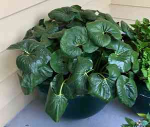 Leopard plant(Farfugium japonicum)