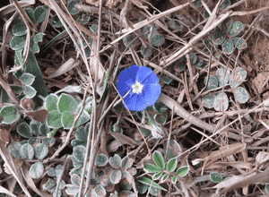 Dwarf morning glory(Evolvulus alsinoides)