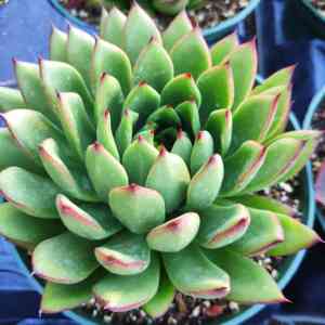 Lipstick echeveria(Echeveria agavoides)