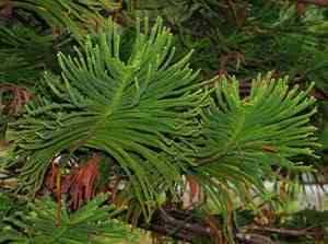 New caledonia pine(Araucaria columnaris)
