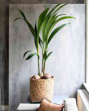 Common coconut palm(Cocos nucifera)