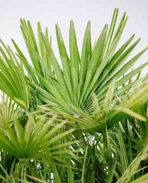 European fan palm(Chamaerops humilis)