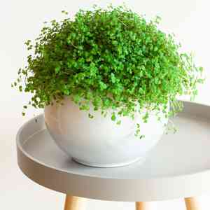 Baby's tears(Soleirolia soleirolii)