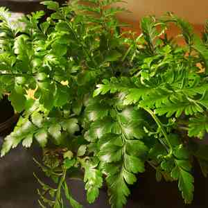 Norfolk Island spleenwort(Asplenium dimorphum)