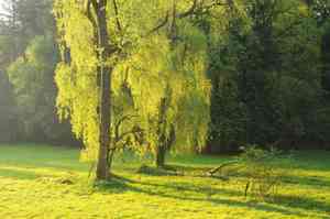Wisconsin weeping willow(Salix pendulina)