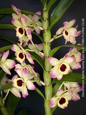 Dendrobium Noble(Dendrobium nobile)