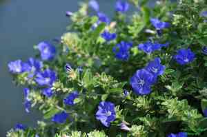 Dwarf morning glory(Evolvulus alsinoides)