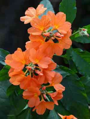 Firecracker flower(Crossandra infundibuliformis)
