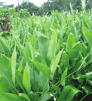 Arrowroot(Maranta arundinacea)