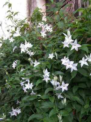 Chilean jasmine(Mandevilla laxa)