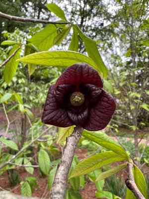 Pawpaw(Asimina triloba)