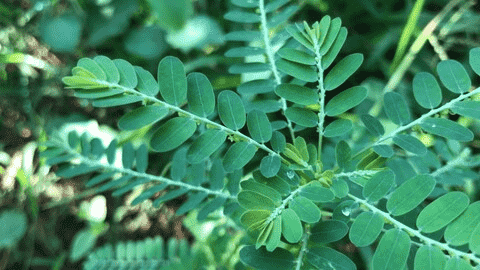 Chamber bitter(Phyllanthus urinaria)