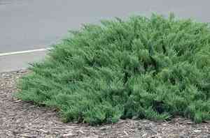 Savin juniper(Juniperus sabina)