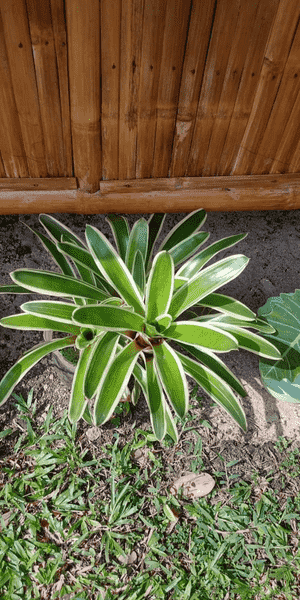Blushing Bromeliad(Neoregelia carolinae)