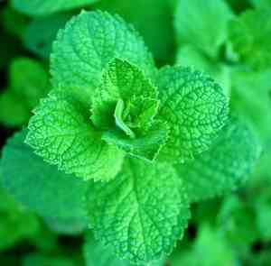 Apple Mint, Round-leaved Mint(Mentha × rotundifolia)