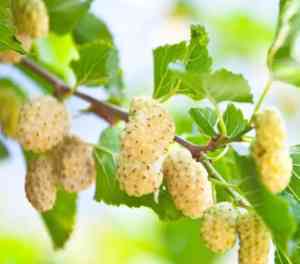 Mulberry(Morus alba)