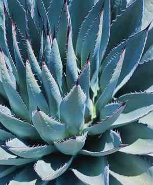 Century plant(Agave americana)