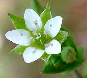 Thyme-leaf sandwort(Arenaria serpyllifolia)