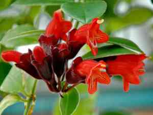 Lipstick plant(Aeschynanthus radicans)