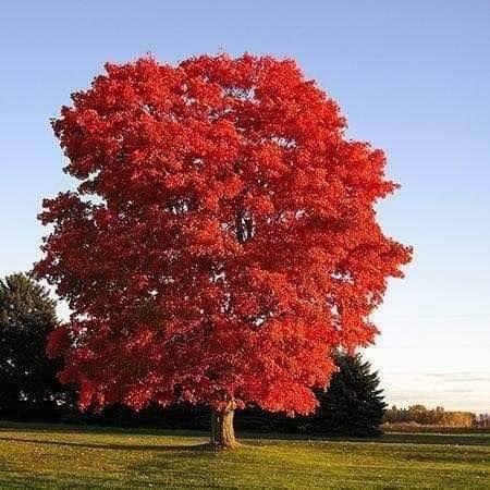 Northern red oak
