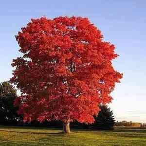 Northern red oak(Quercus rubra)