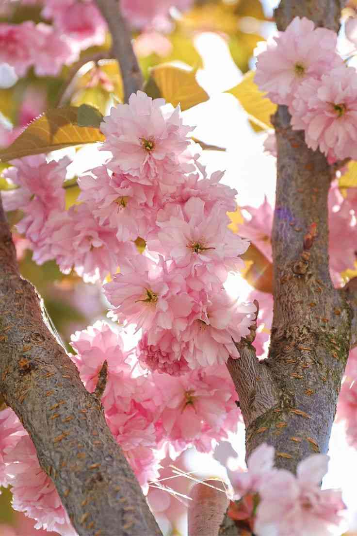 Japanese cherry(Prunus serrulata)