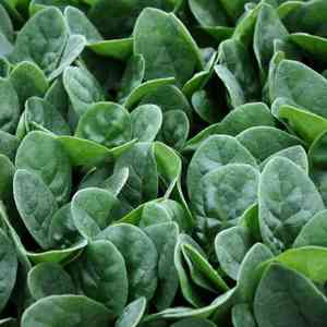 Spinach(Spinacia oleracea)