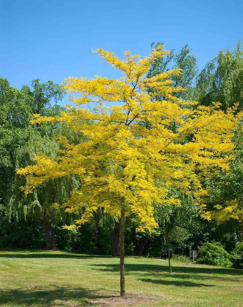 Honey locust(Gleditsia triacanthos)