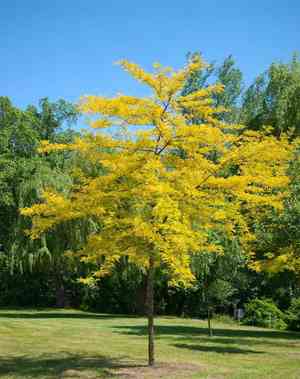 Honey locust(Gleditsia triacanthos)