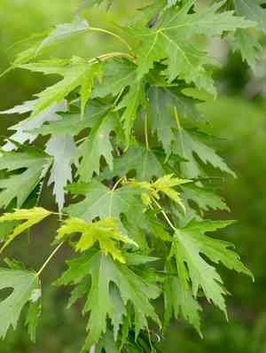 Silver maple(Acer saccharinum)