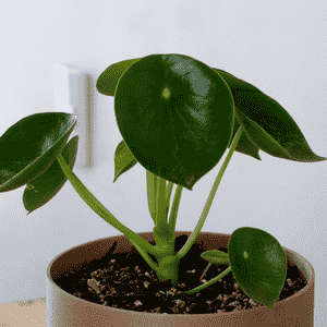 Peperomia polybotrya(Peperomia polybotrya)
