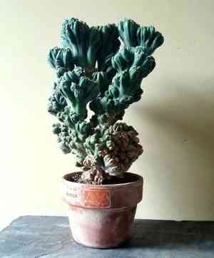 Cereus forbesii(Cereus forbesii)