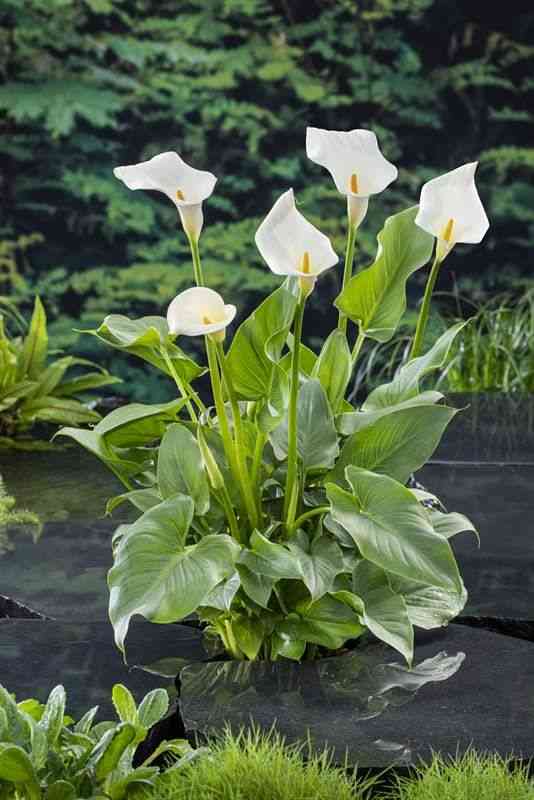 Calla lily(Zantedeschia aethiopica)