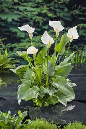Calla lily(Zantedeschia aethiopica)