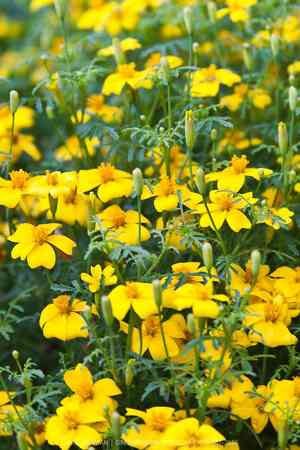 Signet marigold(Tagetes tenuifolia)