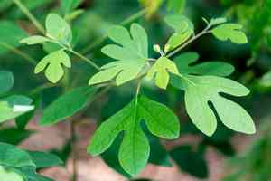 Common sassafras(Sassafras albidum)