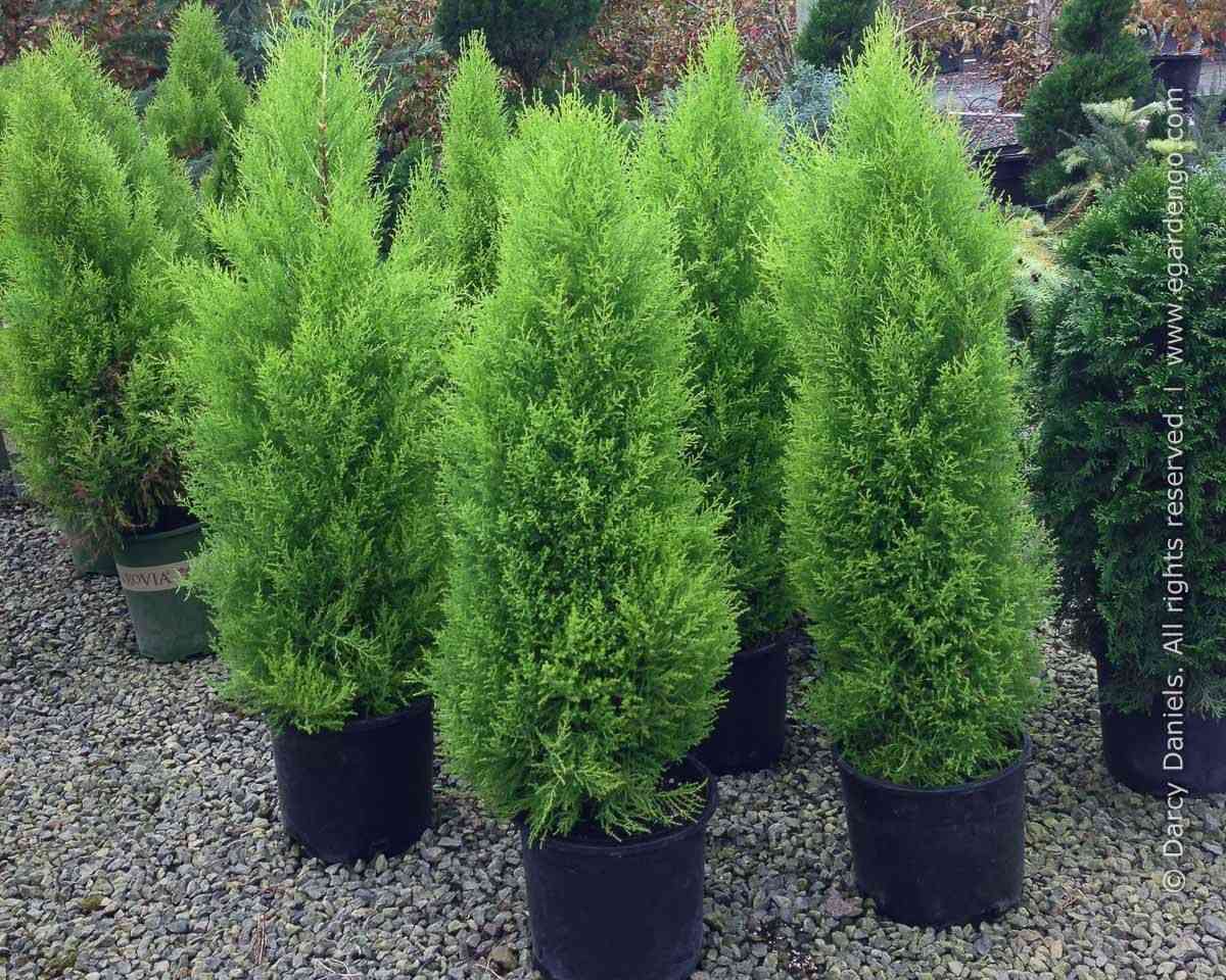 Monterey cypress(Cupressus macrocarpa)