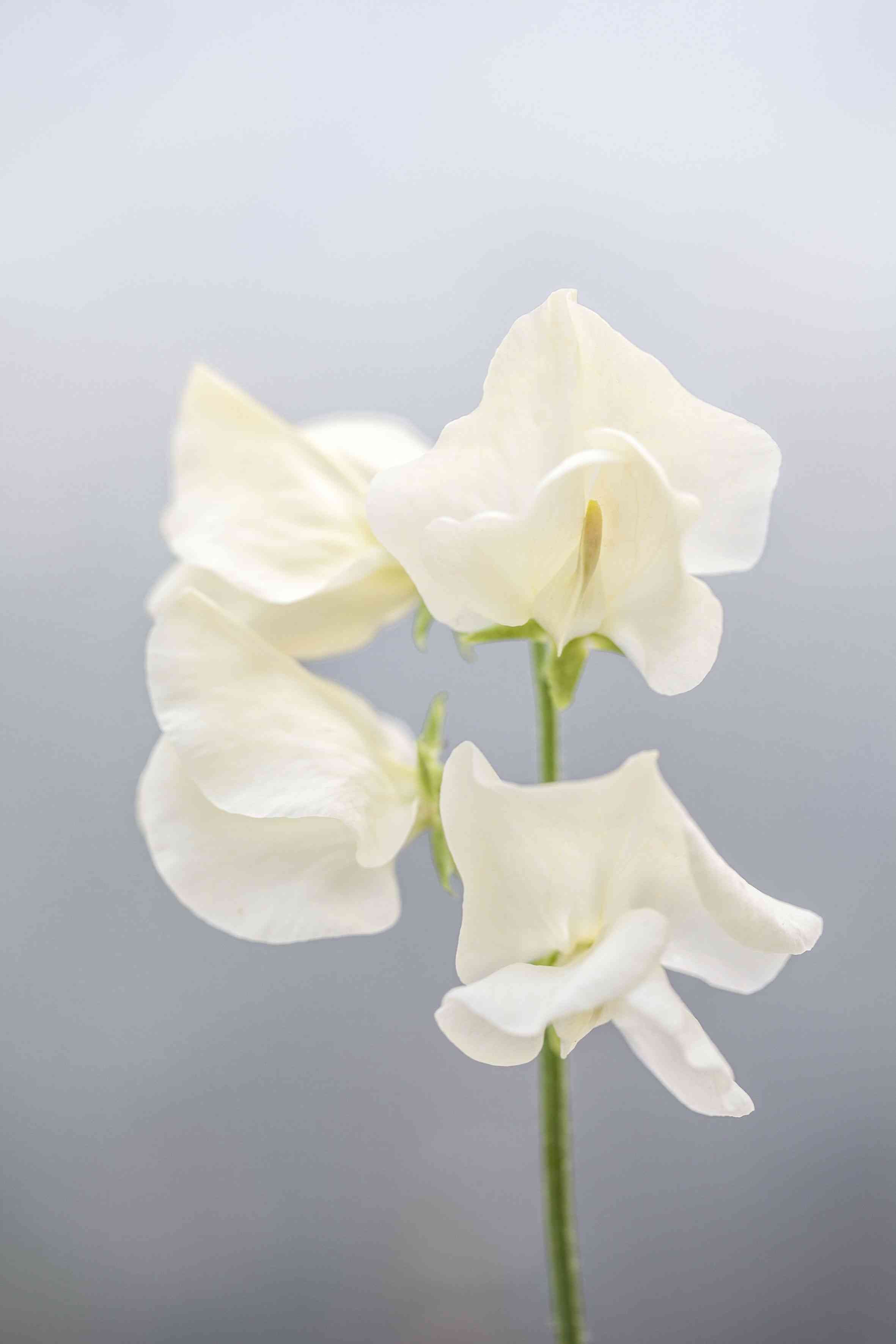 Sweet pea(Lathyrus odoratus)