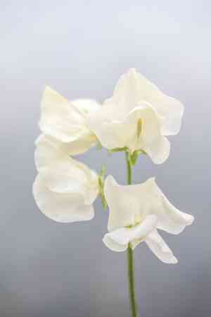 Sweet pea(Lathyrus odoratus)