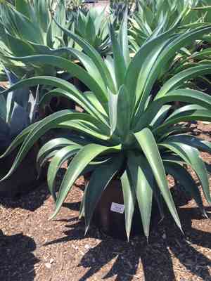 Agave demeesteriana(Agave demeesteriana)