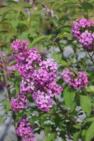Syringa persica(Syringa persica)
