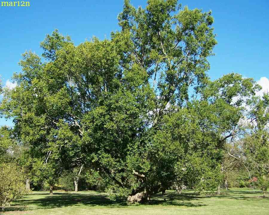 Sugarberry(Celtis laevigata)