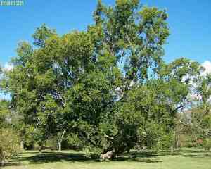 Sugarberry(Celtis laevigata)
