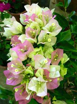 Paperflower(Bougainvillea glabra)